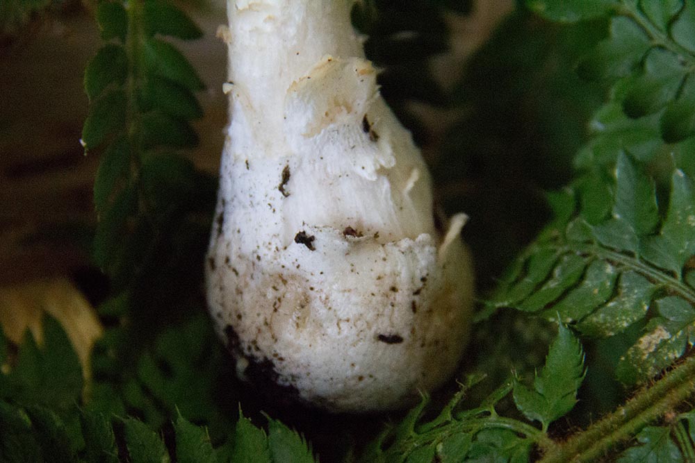 Foto04 Amanita porrinensis Particolare della volva Foto Angelo Miceli