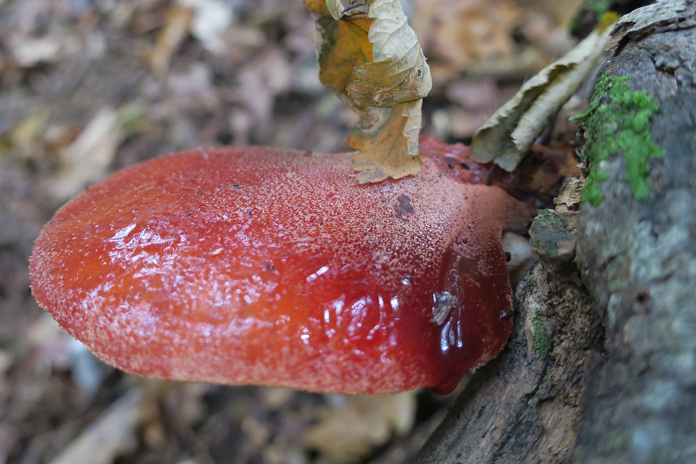 Foto06 Fistulina hepatica Lorenzo Fruscalzo