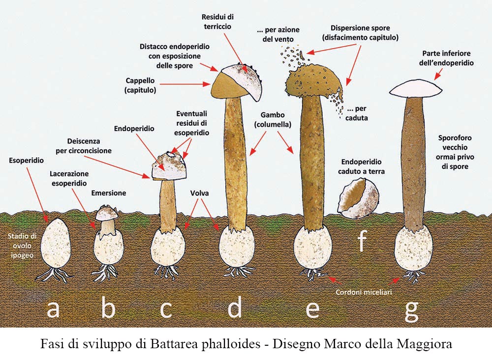 Disegno 01