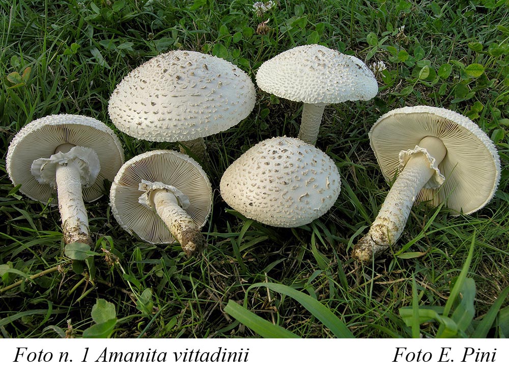 Foto01 Amanita vittadinii