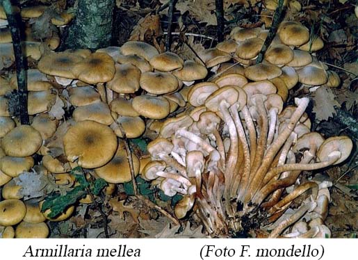 Foto01 Armillaria mellea