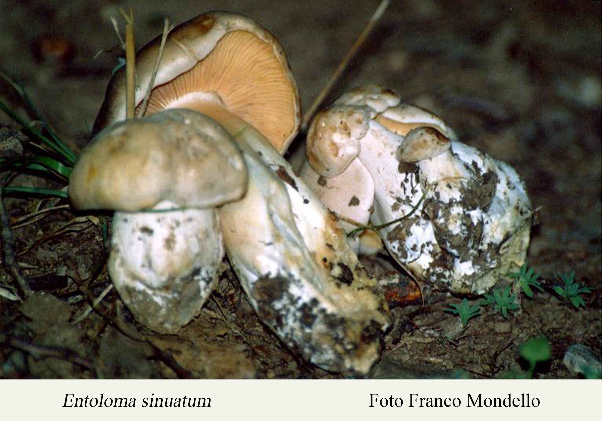 Foto01 Entoloma sinuatum