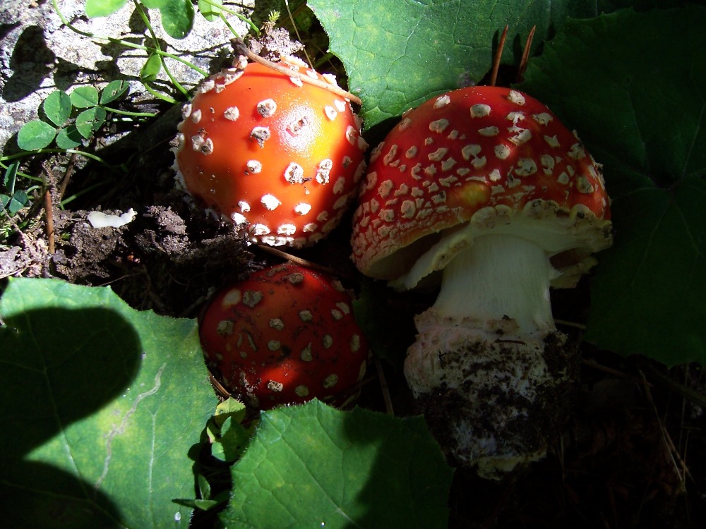 Foto02 Amanita muscaria2