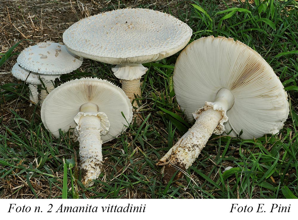 Foto02 Amanita vittadinii