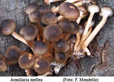 Foto02 Armillaria mellea