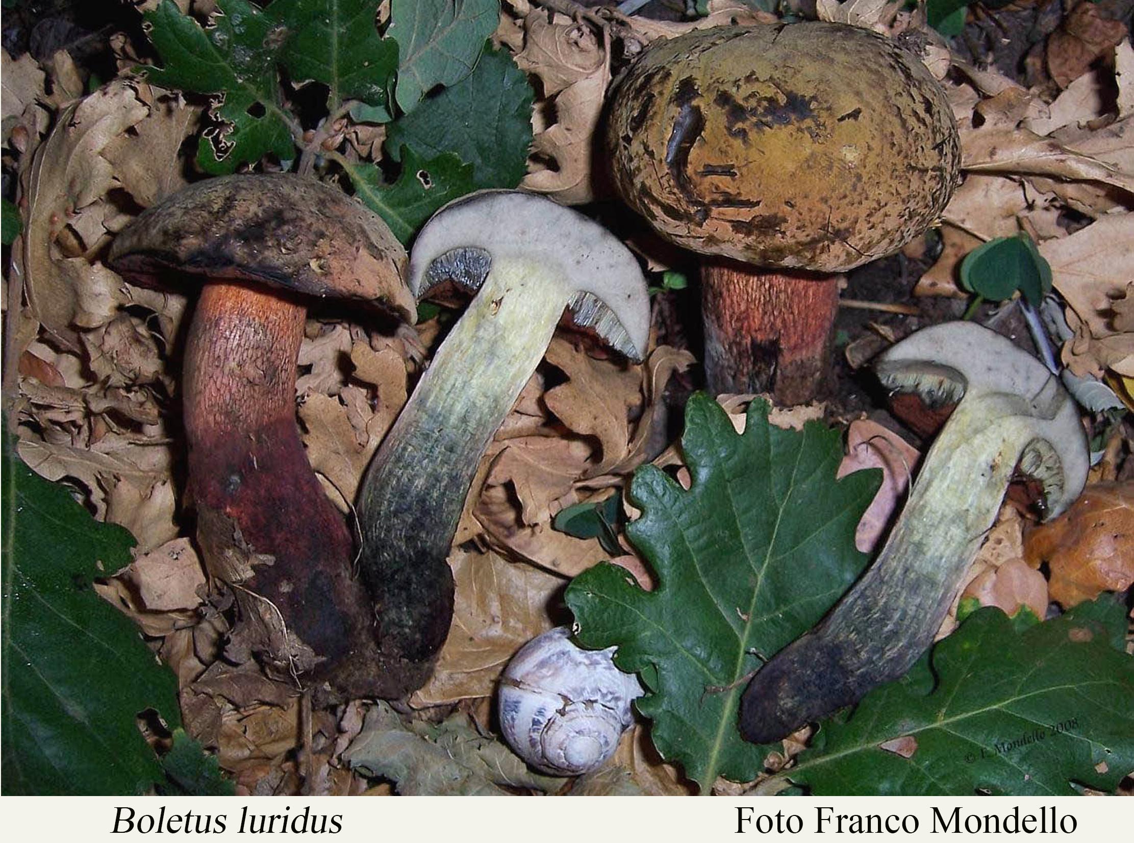 Foto02 Boletus luridus