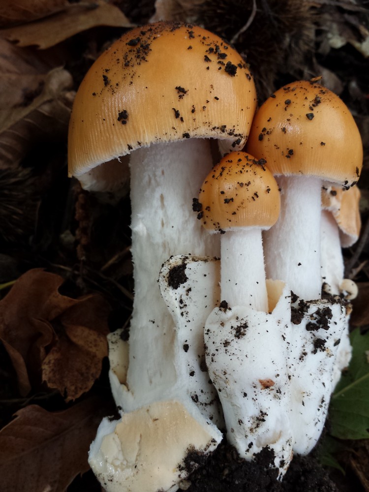 Foto03 Amanita crocea var. subnudipes3