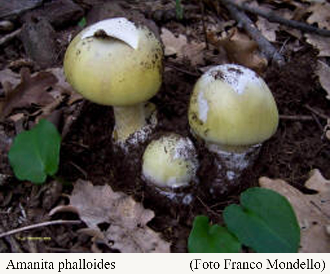 Foto03 Amanita phalloides