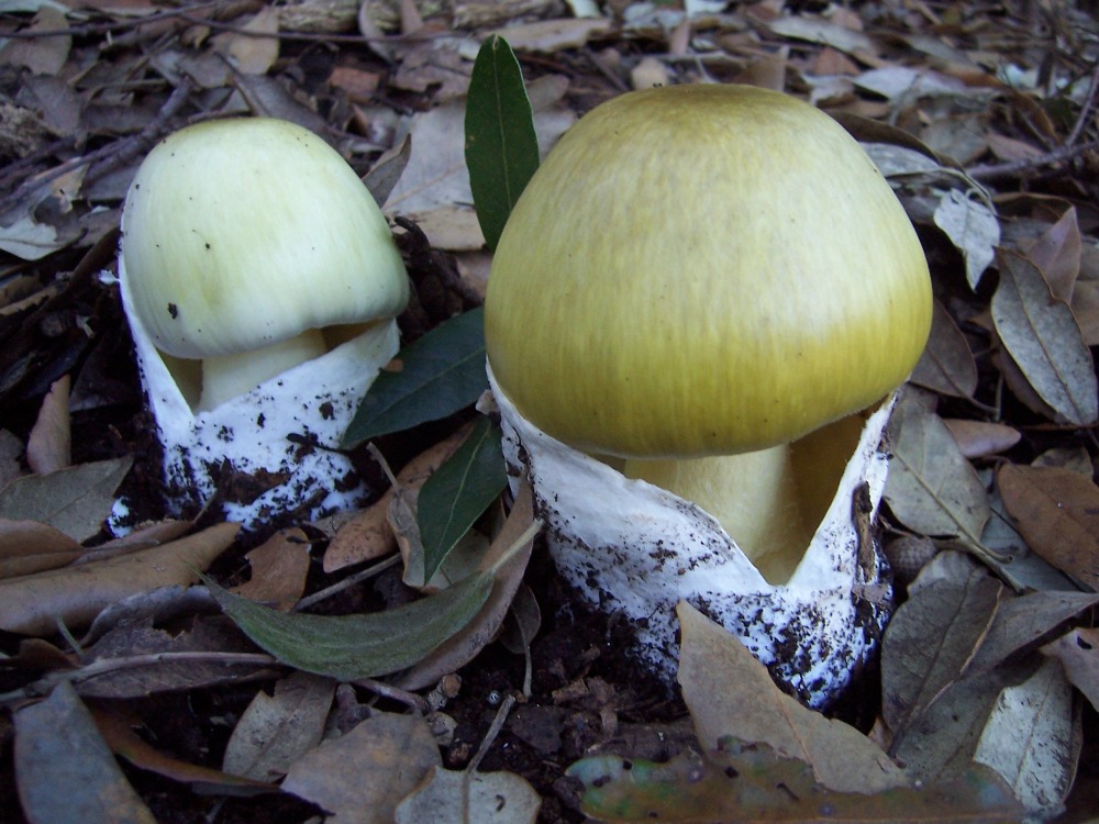 Foto04 Amanita phalloides4