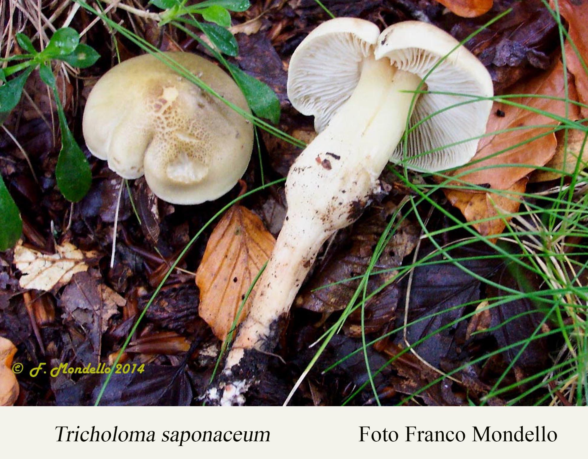 Foto04 Tricholoma saponaceum