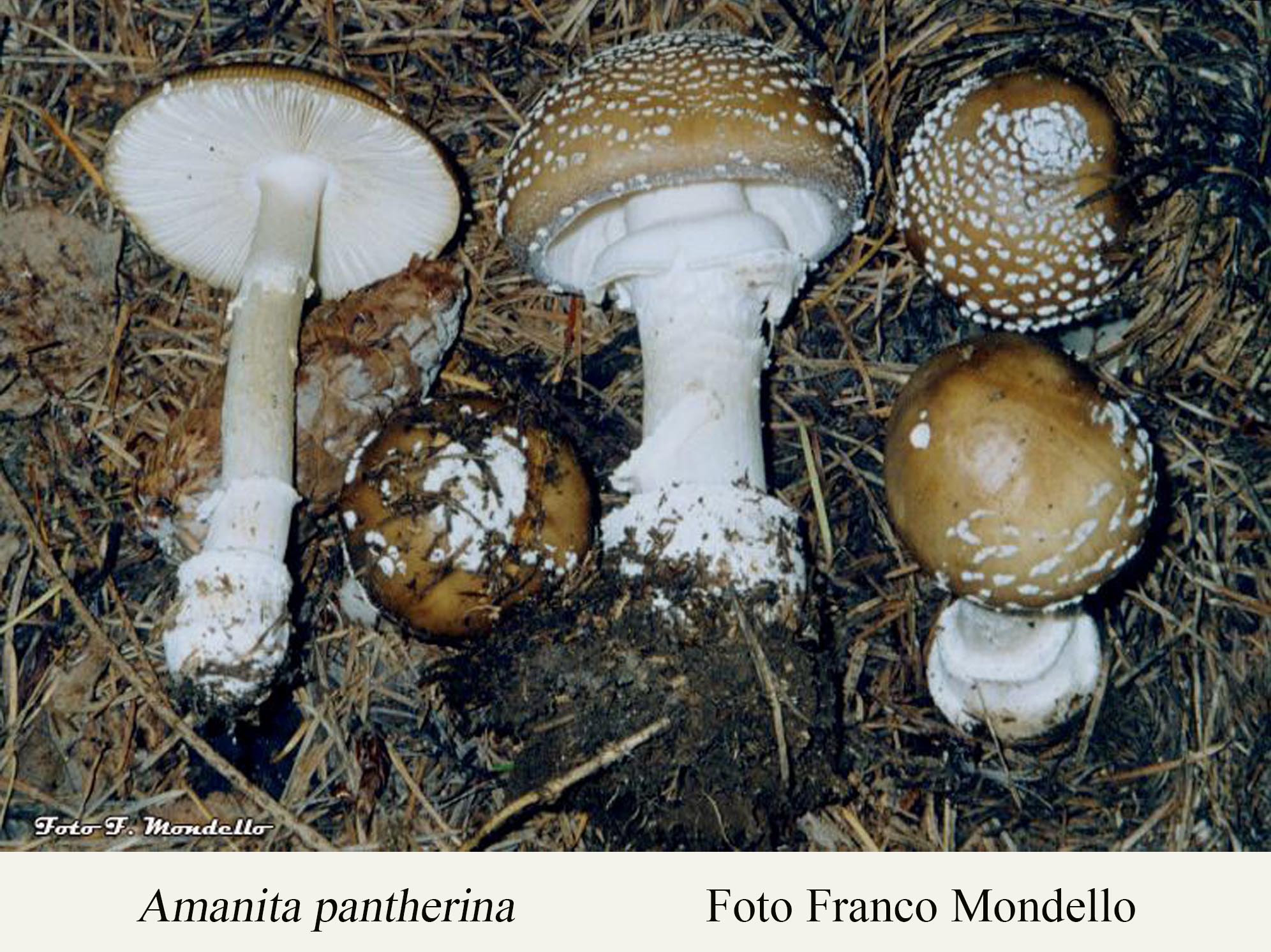 Foto05 Amanita pantherina