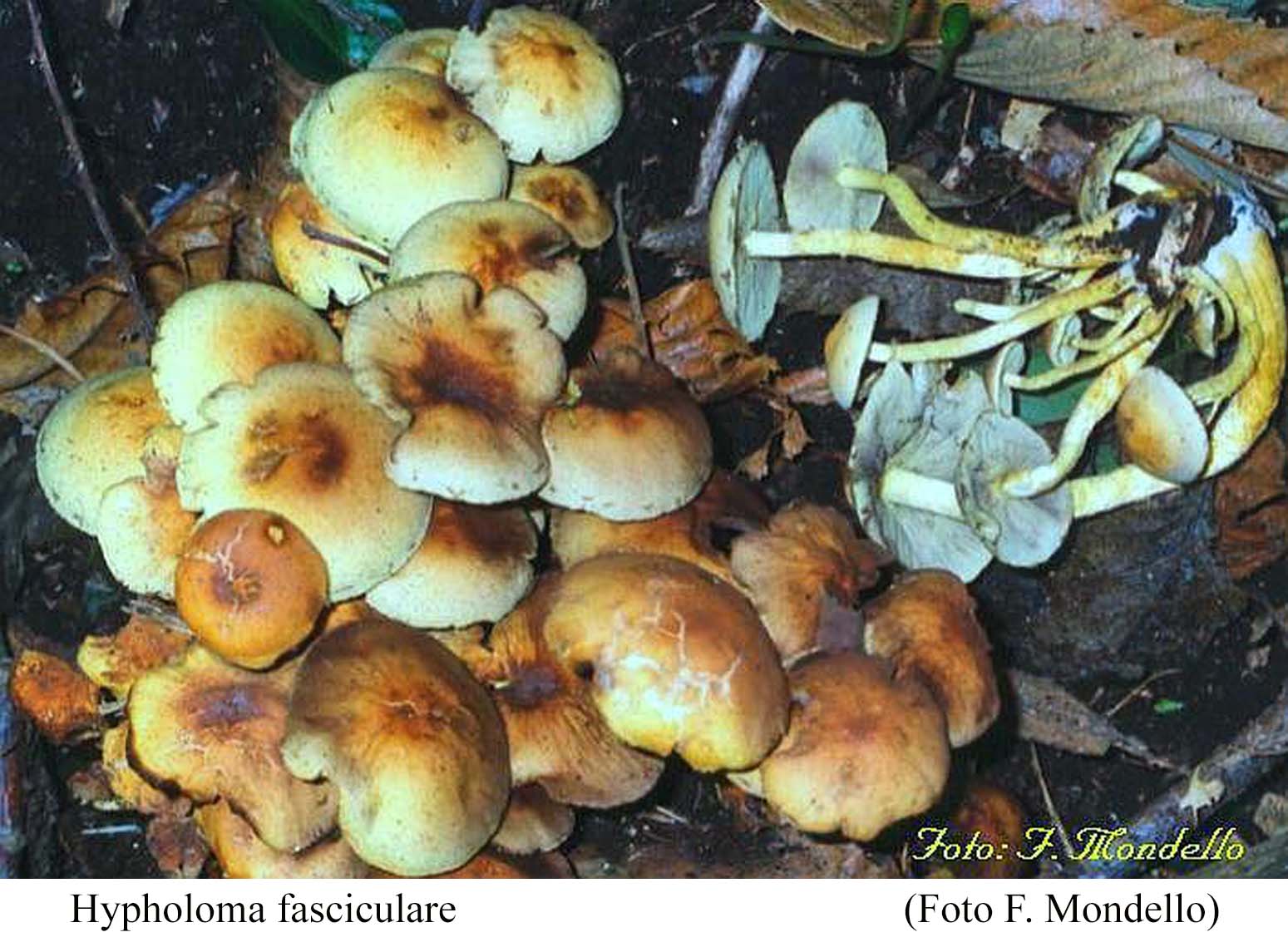 Foto05 Hypholoma fasciculare