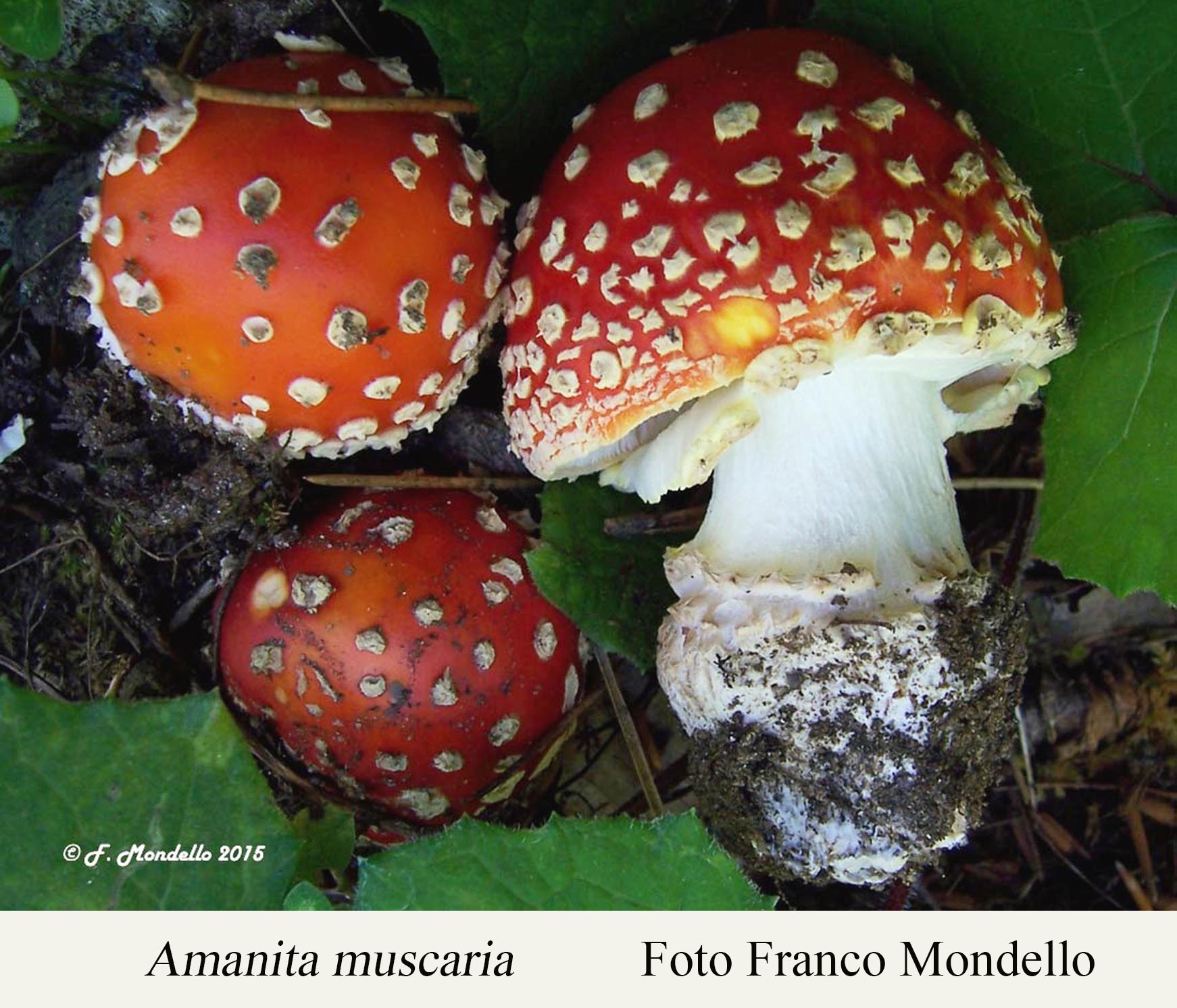 Foto06 Amanita muscaria