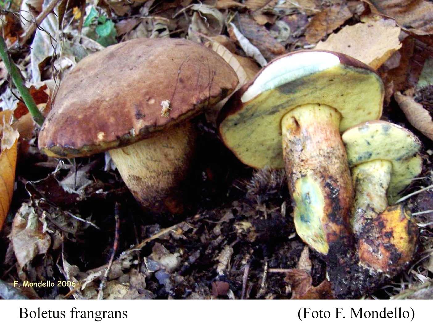 Foto07 Boletus fragrans