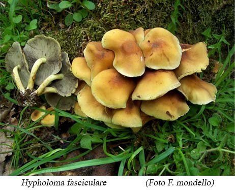 Foyo03 Hypholoma fasciculare