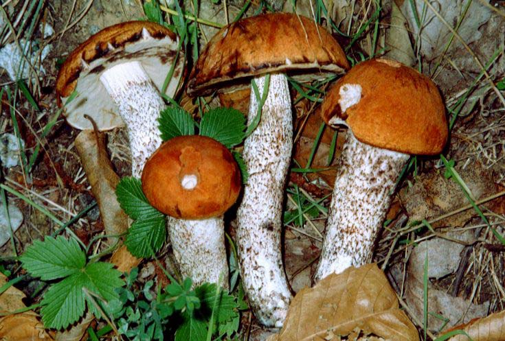 LeccinumAurantiacum