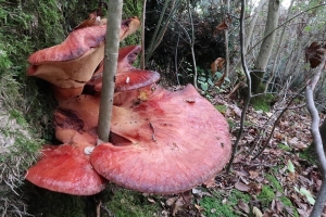 Fistulina hepatica 		Foto Lorenzo Fruscalzo