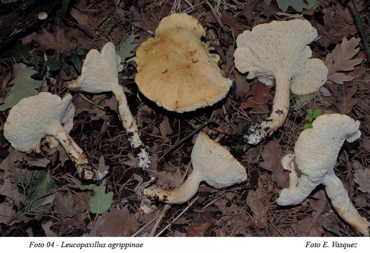 Leucopaxillus agrippinae Buda, Consiglio, Setti &amp; Vizzini 2012 una nuova specie siciliana, nel ricordo di Andrea Buda