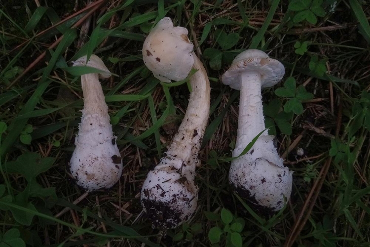 Amanita porrinensis, una specie rarissima ritrovata sui Monti Peloritani