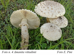 .--Andar per funghi…     Amanita vittadinii (Moretti) Vittad. 1826