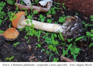 Andar per funghi…      …Battarrea phalloides (Dicks.) Pers. 1801
