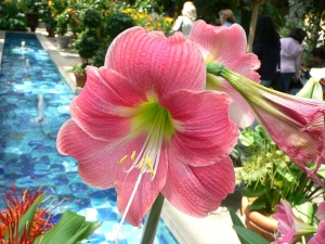 Amaryllis