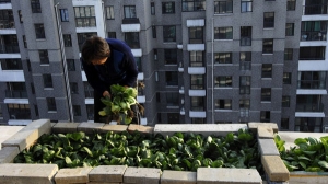 Botanica: Come creare un orto sul balcone e cosa coltivarci