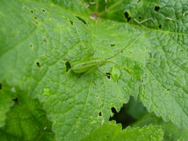 BOTANICA - Parassiti delle piante di limone, quali sono i più comuni  e come sconfiggerli!