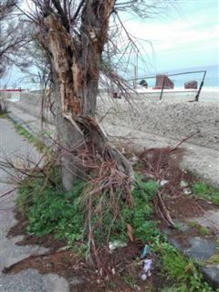 Richiesta potatura alberi in Via Lungomare e Piazza località San Saba Comune di Messina.INTERROGAZIONE CON RISPOSTA SCRITTA, del  Rag. Mario Biancuzzo Consigliere VI Municipalità Comune di Messina e mail: mario.biancuzzo@libero.it